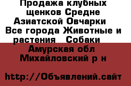Продажа клубных щенков Средне Азиатской Овчарки - Все города Животные и растения » Собаки   . Амурская обл.,Михайловский р-н